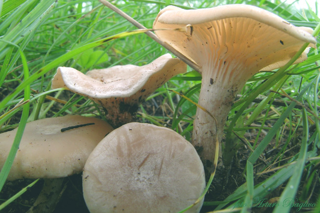 Una clitocybe prativa
